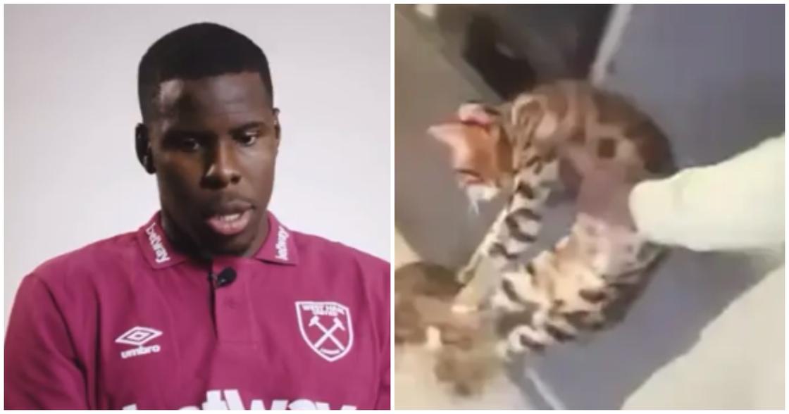 Zouma, cat, West Ham, controversy