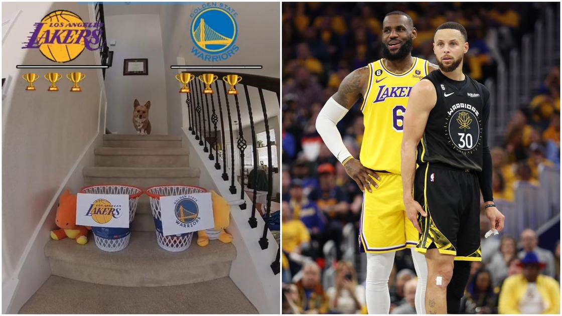 Basketball-predicting corgi goes viral for correctly predicting Lakers vs. Warriors