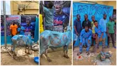 'Olusosun to the World': Youths in Osimhen’s Hood Splash Cash on Cow to Celebrate Napoli’s Scudetto