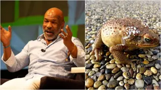 Mike Tyson Gives Interesting Narration of How Toad Venom Changed His Life