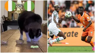 AFCON 2023: Magic Cat Predicts Win for Super Eagles Against Ivory Coast in Final