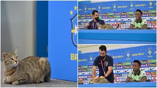 World Cup 2022: Brazil Media Manager Throws Cat Out of Vinicius’ Presser