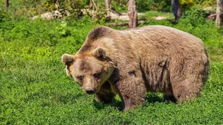 Tokyo 2020: Wild Bear Causes Panic After Attempting to Break Into Olympics Stadium