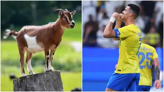 Cristiano Ronaldo receives rave reviews after show-stopping display for Al Nassr