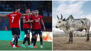 Egypt Football Association Sacrifice Calf Ahead of AFCON Round of 16 Clash Against DR Congo