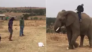 Video: Skillful Elephant Plays Soccer With Legend Siphiwe Tshabalala and His Wife