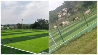 Mind-boggling photos of cattle grazing on recently constructed astroturf in Ghana causes stir on social media