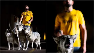 Diego Costa: New Wolves star admits he was scared to death while filming unveiling video with pack of wolves