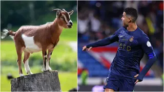 'The GOAT doing GOAT things': Cristiano Ronaldo's No.1 fan reacts after recent hattrick in Saudi