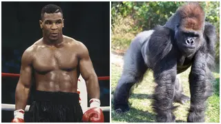 Mike Tyson Once Offered Zookeeper $10,000 To Allow Him To Fight a Gorilla