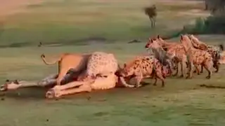 Lion and Hyenas Fight Over Dead Giraffe on Kruger National Park Golf Course