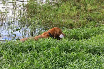 What is the most popular dog sport?