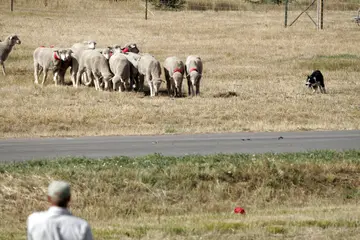 What is the hardest dog sport?