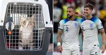 World Cup 2022, England, National Team, Officially, Adopt, Dave the Cat, Sport, World, Soccer, Kyle Walker, John Stones