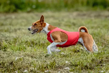 What is the best sport for dogs?