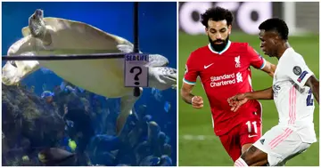 Liverpool vs Real Madrid: Yellow turtle predicts who will win the Champions League