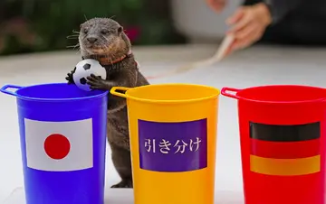 river otter, taiyo, japan, tokyo, germany, 2022 fifa world cup, 2010, paul the octopus