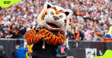 Cincinnati Bengals' mascot, Who Dey.