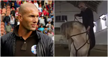 Zinedine Zidane, horse, Real Madrid