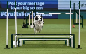 A list of dog sports around the world