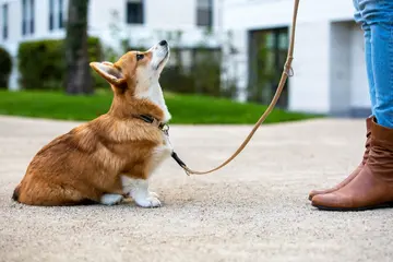 What is the most popular dog sport?