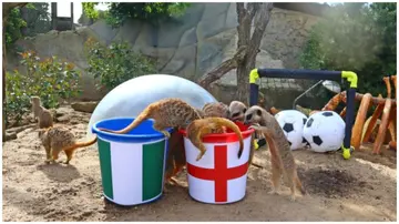 Meerkats, Nigeria, England, Super Falcons, Three Lionesses