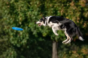 Disc dog