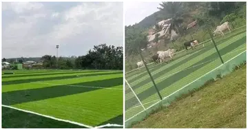 Mind-boggling, Photos, Cattle, Grazing, Recently, Constructed AstroTurf, Ghana, Cause, Stir, Social Media, Akim Oda