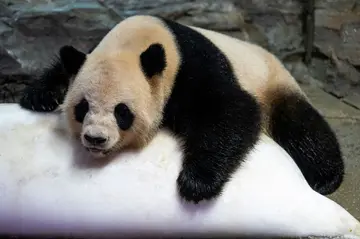 A panda cools off over a block of ice during hot weather at a zoo in Guangzhou in China's southern Guangdong province on August 12, 2022