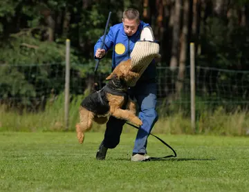 A list of dog sports around the world