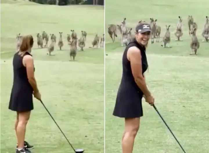 Kangaroos swarm golf course as golfer is about to play a hole in Australia